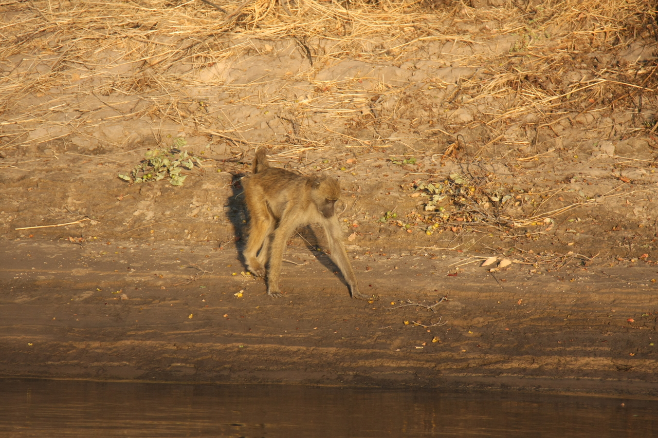 [33846] 2016_07_04_11_22_47_Africa_Canon_EOS_40D_IMG__00233.jpg