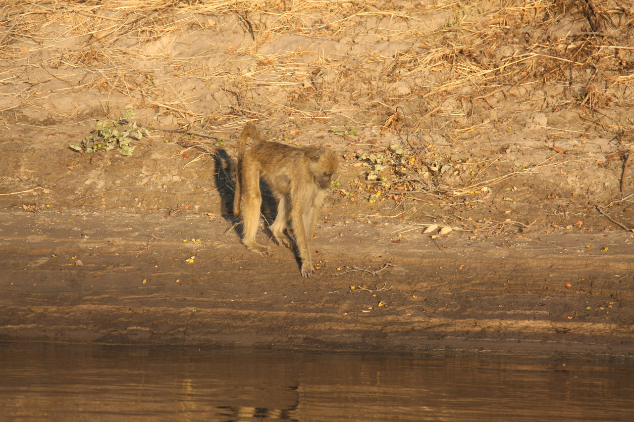 [33856] 2016_07_04_11_22_48_Africa_Canon_EOS_40D_IMG__13317.jpg
