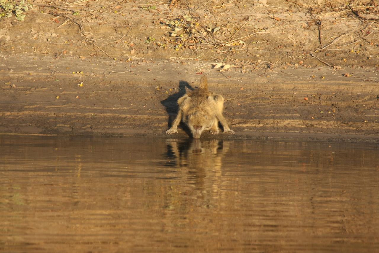 [33860] 2016_07_04_11_22_54_Africa_Canon_EOS_40D_IMG__05872.jpg