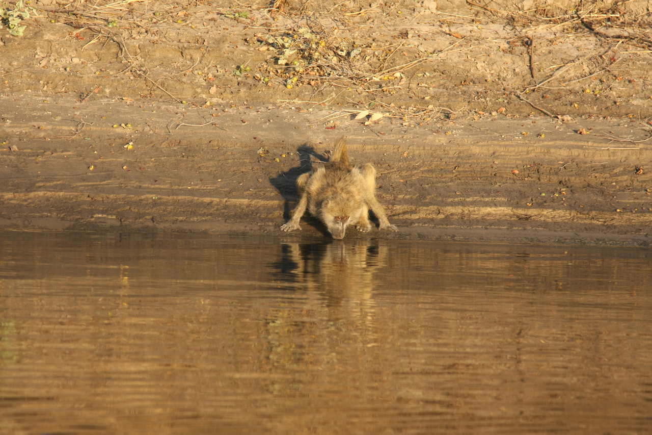 [33868] 2016_07_04_11_22_55_Africa_Canon_EOS_40D_IMG__00242.jpg