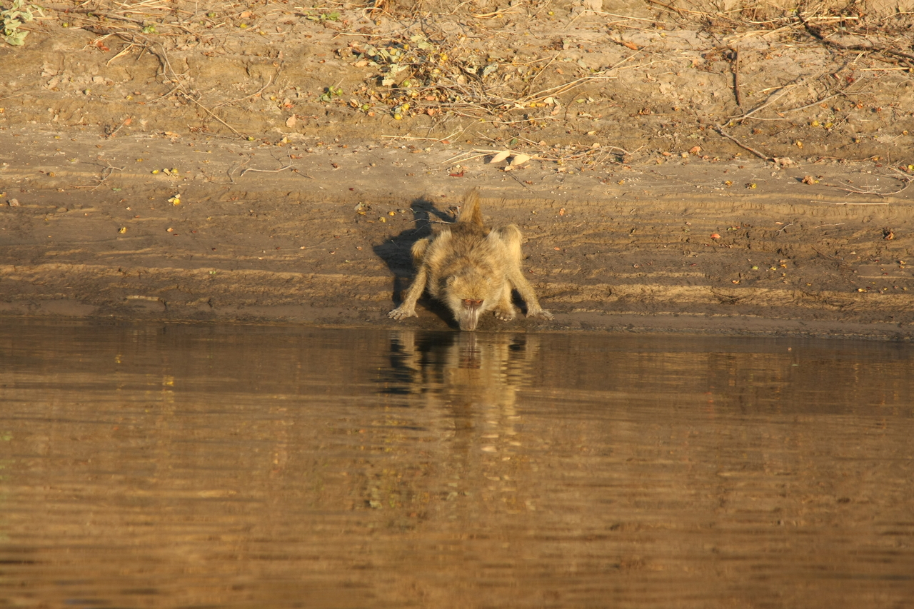 [33877] 2016_07_04_11_22_56_Africa_Canon_EOS_40D_IMG__05878.jpg