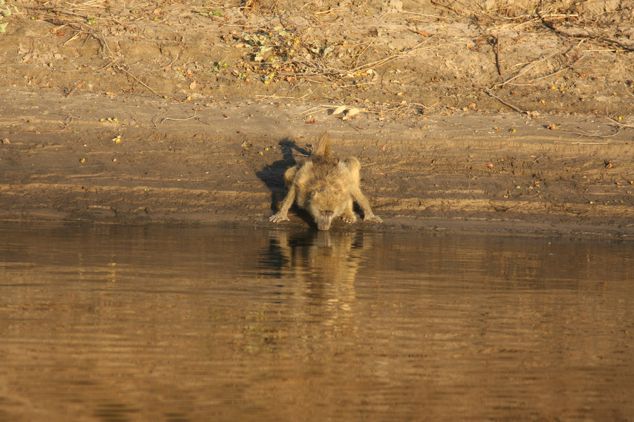 [33881] 2016_07_04_11_22_57_Africa_Canon_EOS_40D_IMG__00245.jpg