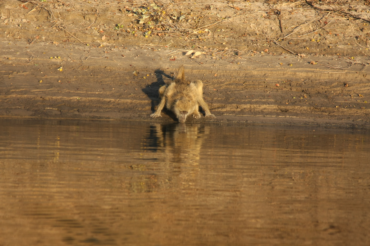 [33887] 2016_07_04_11_22_58_Africa_Canon_EOS_40D_IMG__00248.jpg