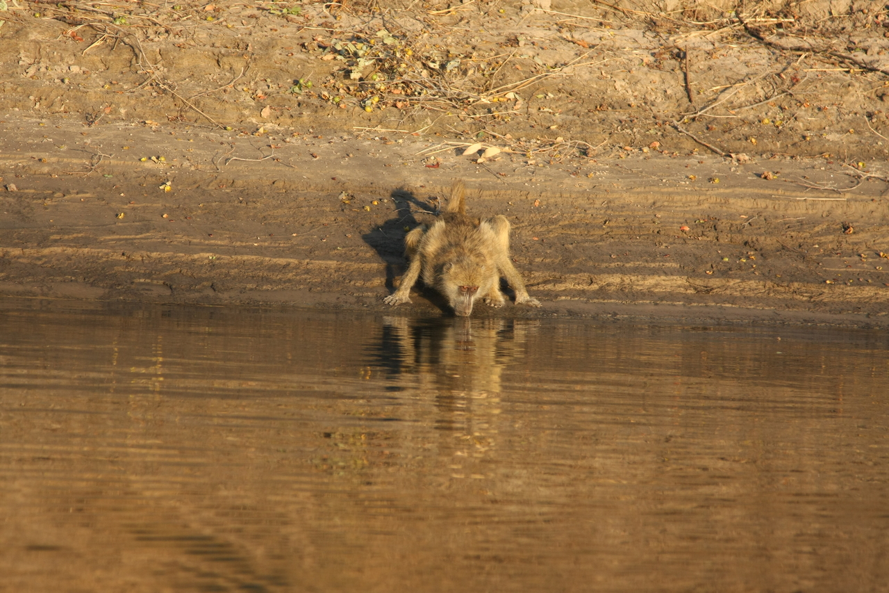 [33896] 2016_07_04_11_22_59_Africa_Canon_EOS_40D_IMG__00251.jpg