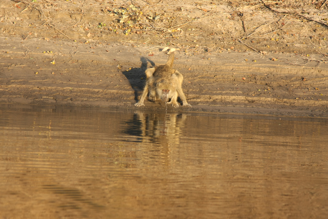 [33898] 2016_07_04_11_22_59_Africa_Canon_EOS_40D_IMG__00253.jpg