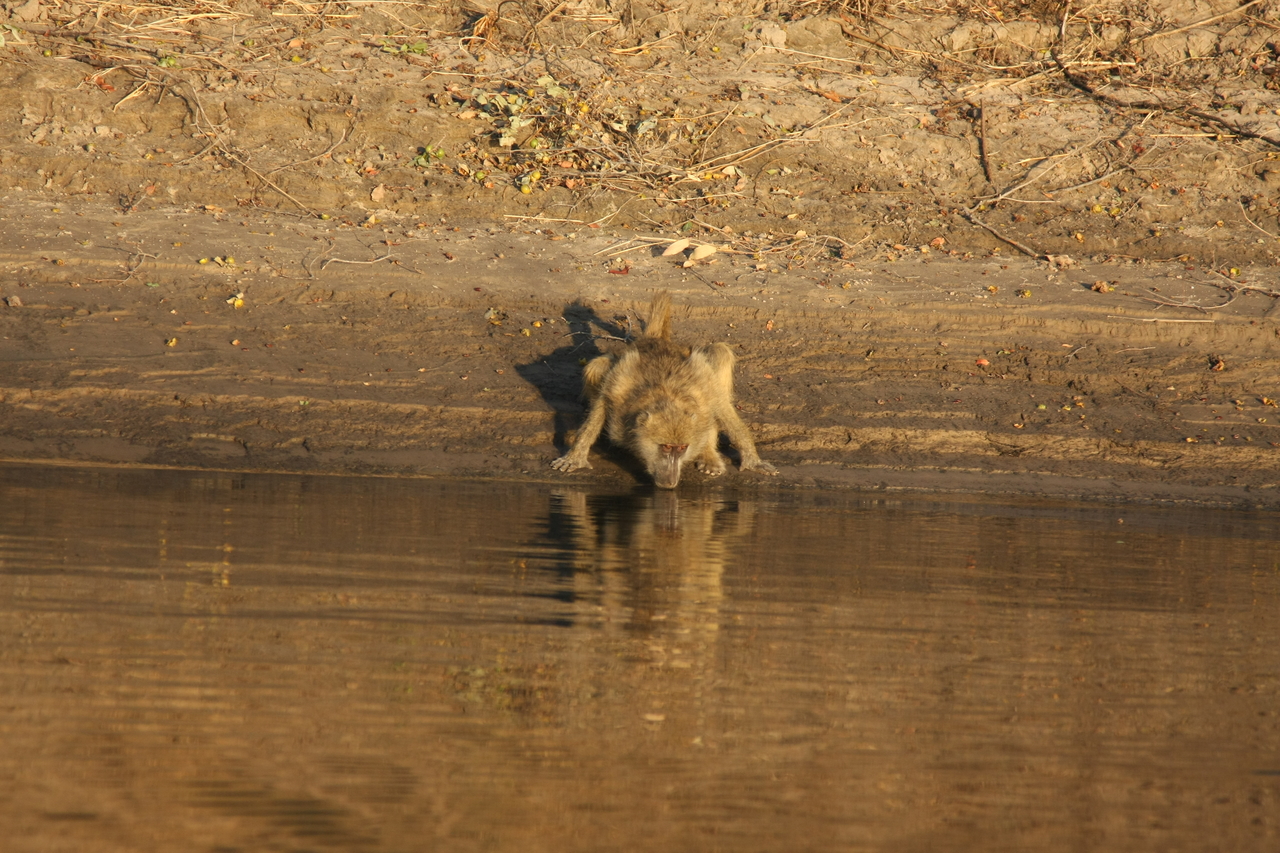 [33900] 2016_07_04_11_22_59_Africa_Canon_EOS_40D_IMG__05887.jpg