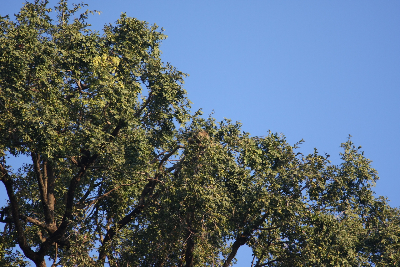 [33911] 2016_07_04_11_23_12_Africa_Canon_EOS_40D_IMG__13336.jpg