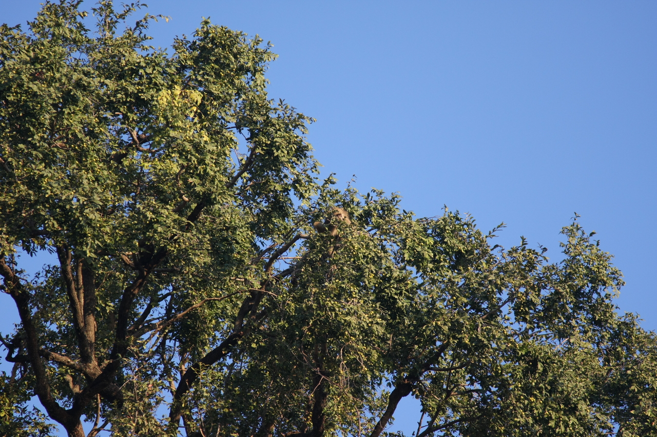 [33914] 2016_07_04_11_23_13_Africa_Canon_EOS_40D_IMG__00257.jpg