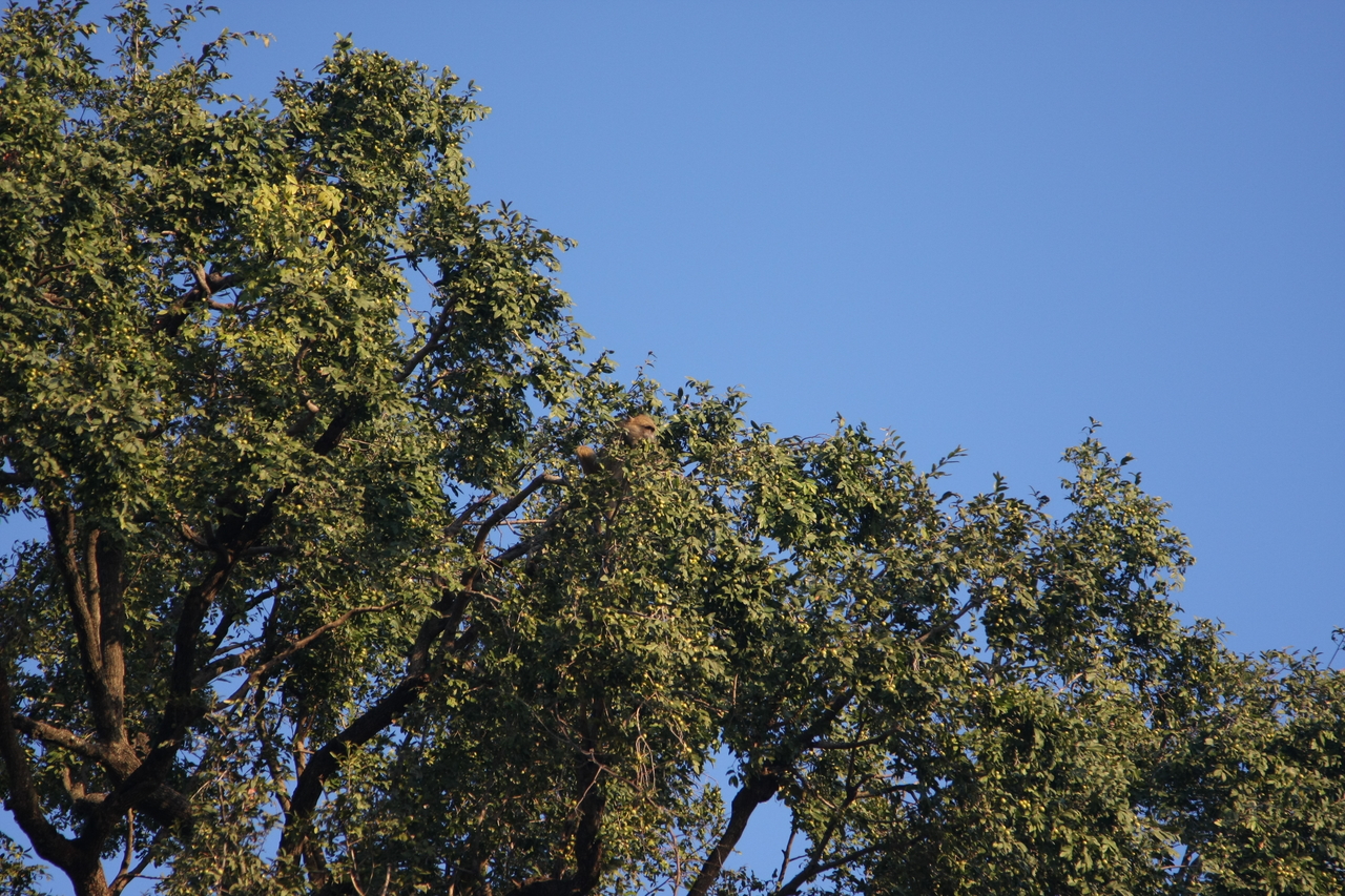 [33922] 2016_07_04_11_23_14_Africa_Canon_EOS_40D_IMG__13342.jpg