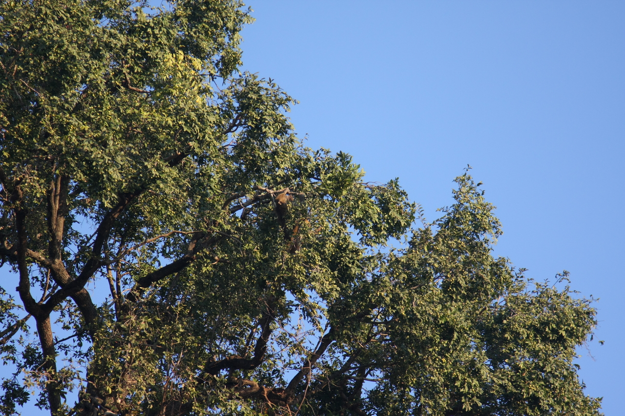 [33933] 2016_07_04_11_23_32_Africa_Canon_EOS_40D_IMG__05899.jpg