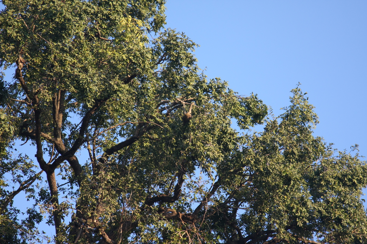 [33937] 2016_07_04_11_23_32_Africa_Canon_EOS_40D_IMG__13347.jpg