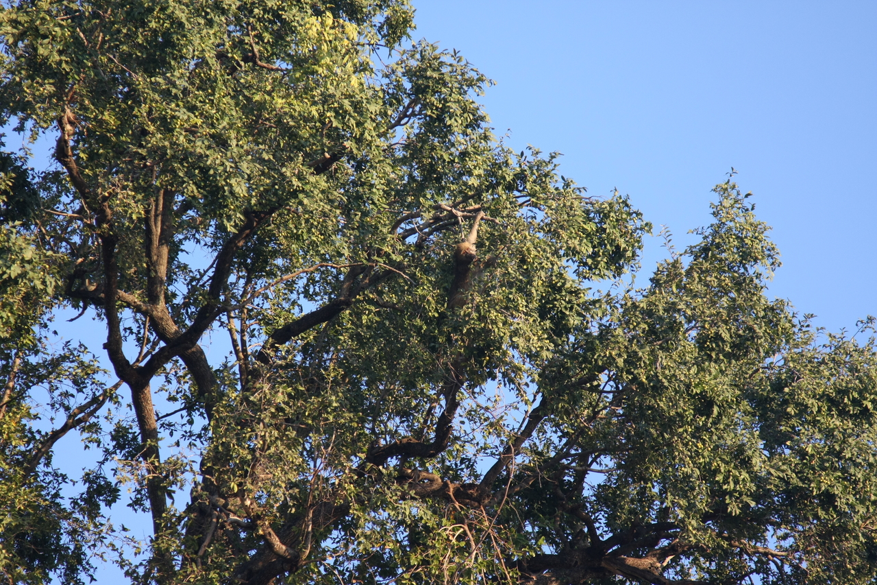 [33944] 2016_07_04_11_23_33_Africa_Canon_EOS_40D_IMG__13348.jpg