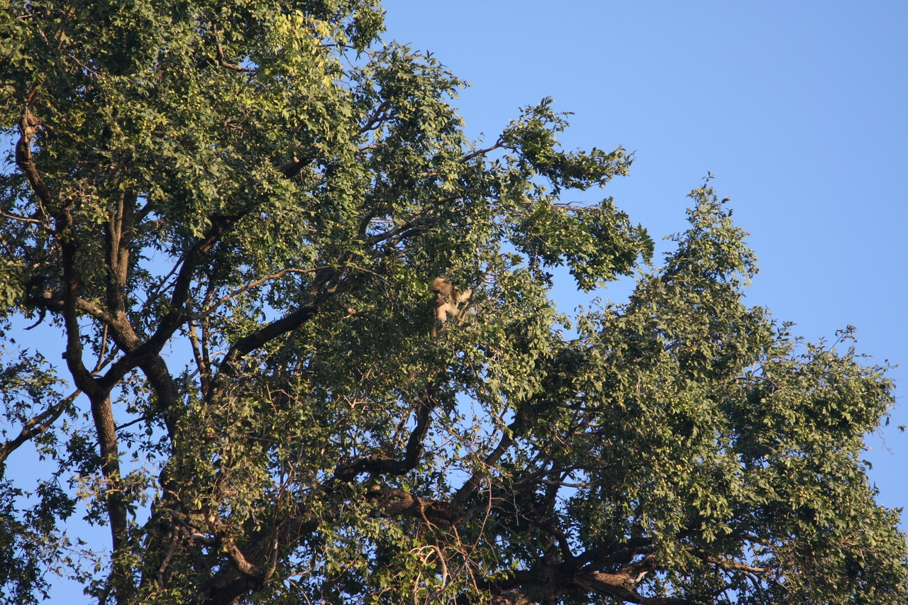 [33949] 2016_07_04_11_23_34_Africa_Canon_EOS_40D_IMG__05905.jpg