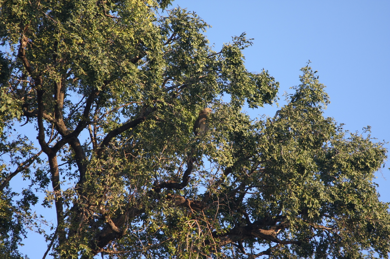 [33955] 2016_07_04_11_23_36_Africa_Canon_EOS_40D_IMG__13354.jpg