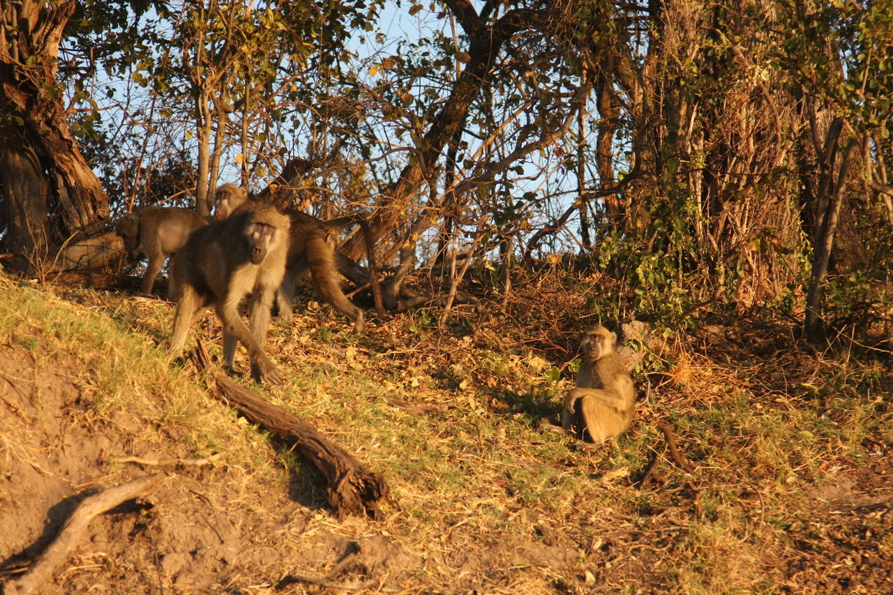 [33968] 2016_07_04_11_26_27_Africa_Canon_EOS_40D_IMG__05911.jpg