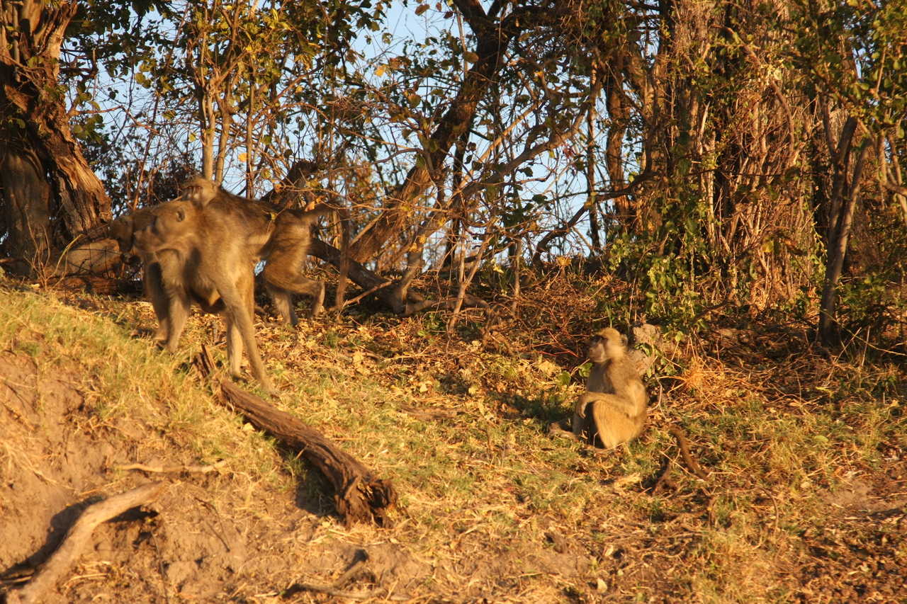 [33972] 2016_07_04_11_26_27_Africa_Canon_EOS_40D_IMG__13359.jpg