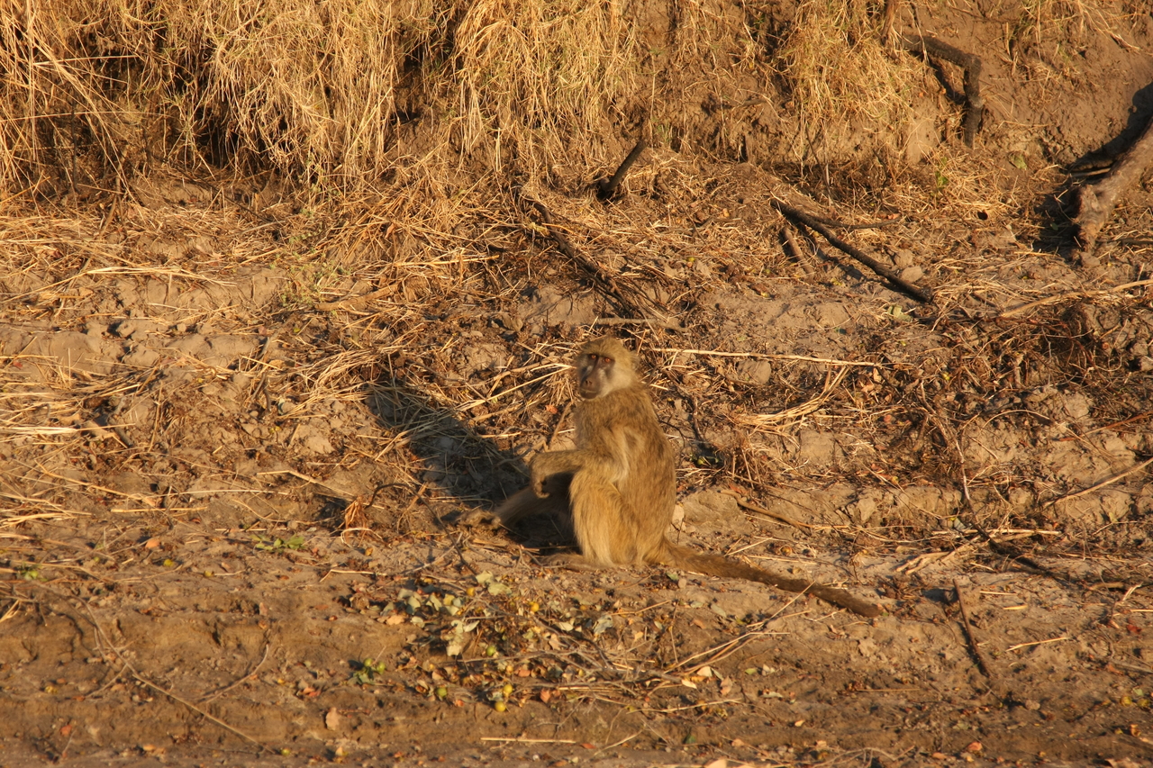 [33978] 2016_07_04_11_26_39_Africa_Canon_EOS_40D_IMG__05916.jpg