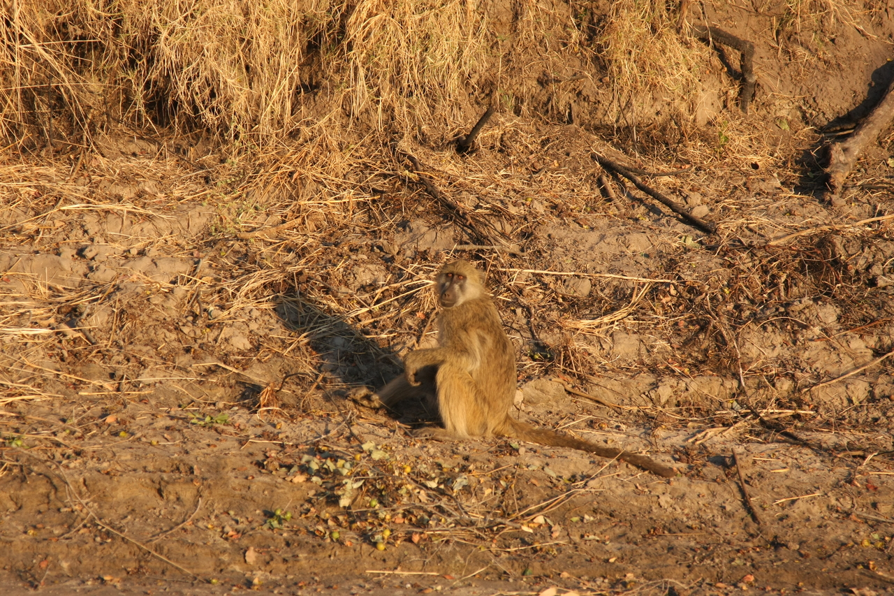 [33979] 2016_07_04_11_26_39_Africa_Canon_EOS_40D_IMG__05917.jpg