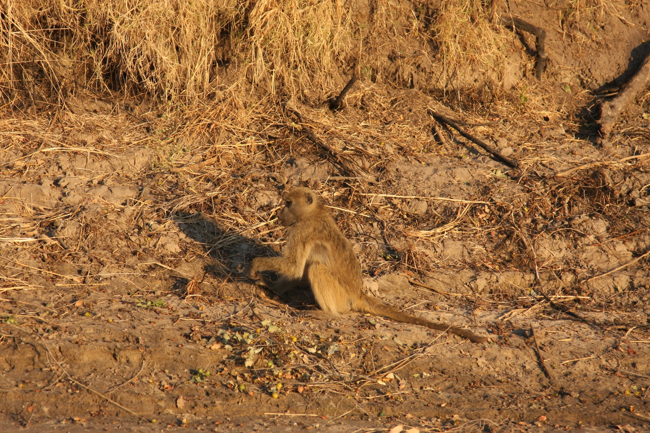 [33985] 2016_07_04_11_26_40_Africa_Canon_EOS_40D_IMG__13365.jpg