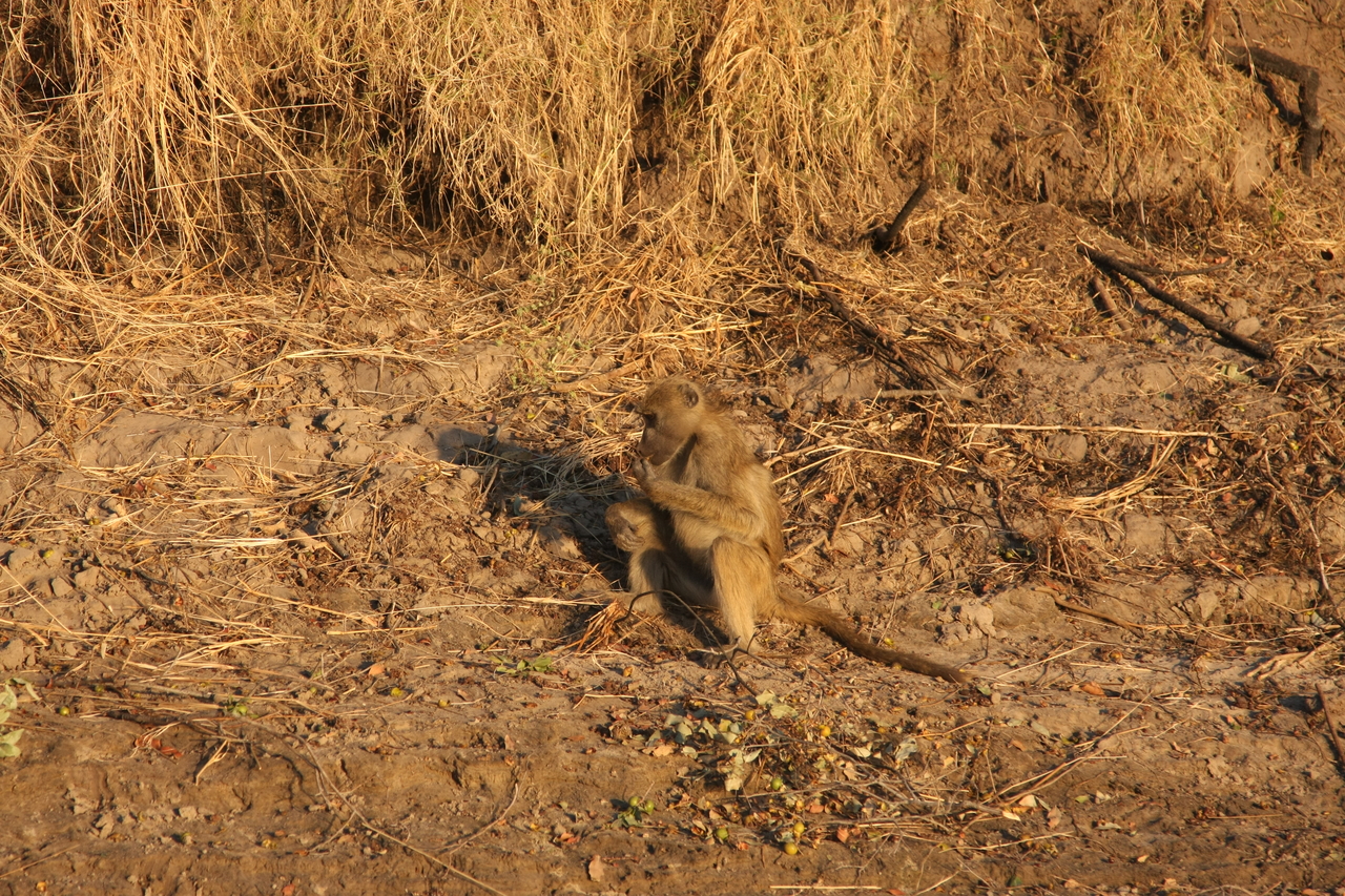 [33990] 2016_07_04_11_26_45_Africa_Canon_EOS_40D_IMG__05920.jpg