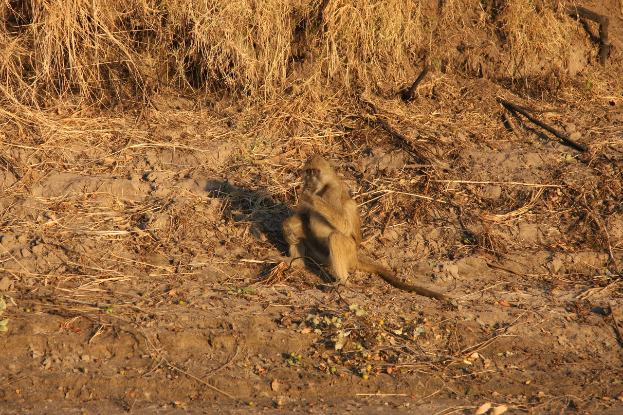 [33995] 2016_07_04_11_26_49_Africa_Canon_EOS_40D_IMG__00287.jpg