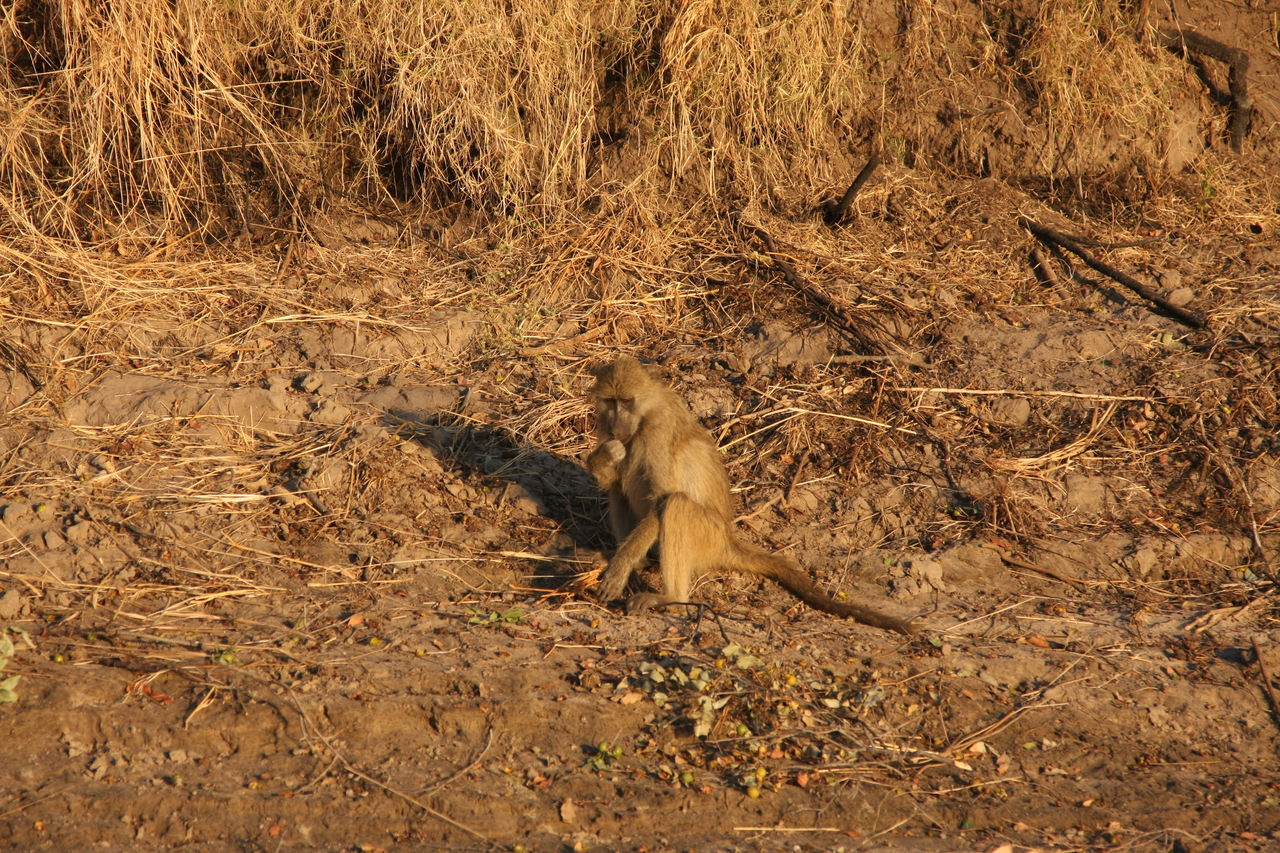 [34004] 2016_07_04_11_26_50_Africa_Canon_EOS_40D_IMG__00290.jpg