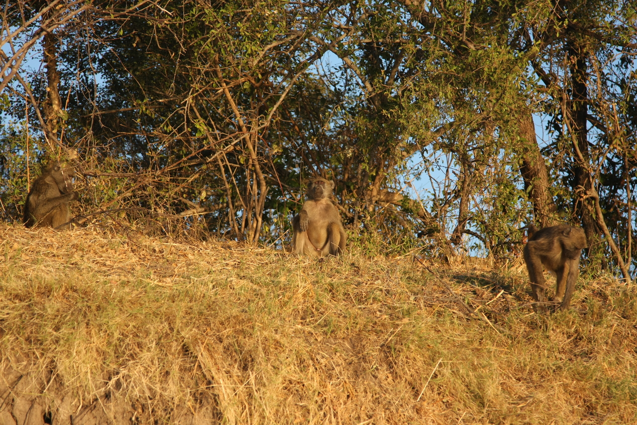 [34008] 2016_07_04_11_26_59_Africa_Canon_EOS_40D_IMG__00293.jpg