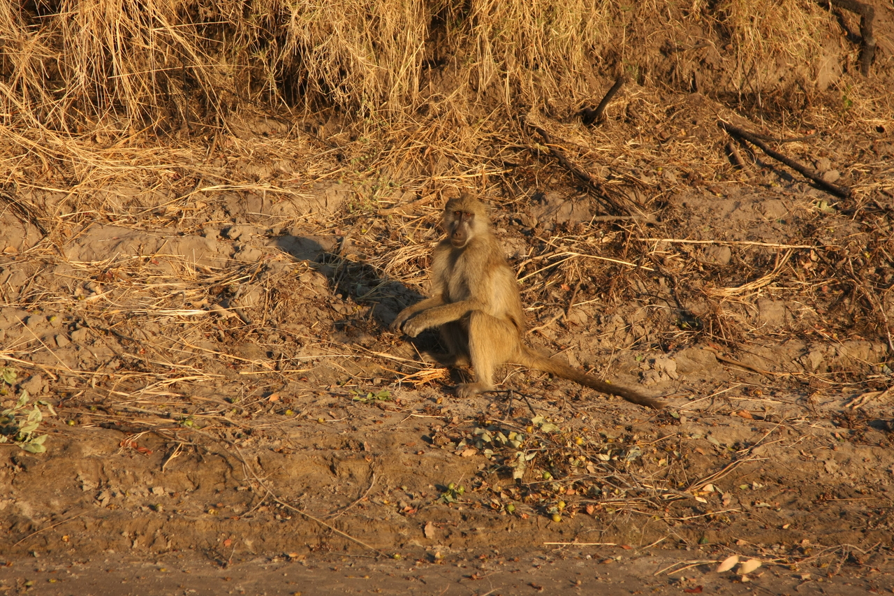 [34020] 2016_07_04_11_27_09_Africa_Canon_EOS_40D_IMG__05931.jpg