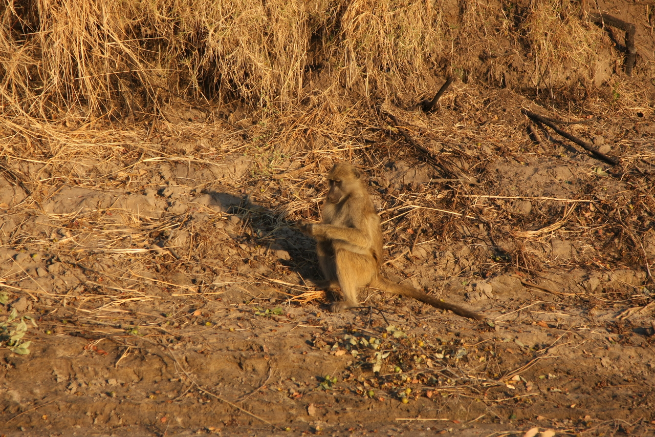 [34024] 2016_07_04_11_27_09_Africa_Canon_EOS_40D_IMG__13379.jpg