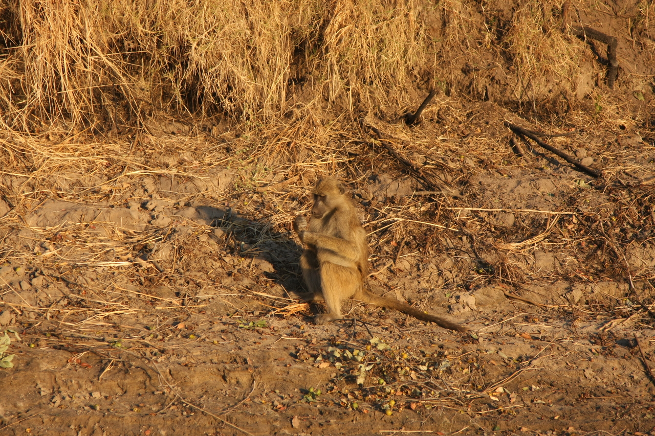 [34025] 2016_07_04_11_27_10_Africa_Canon_EOS_40D_IMG__00298.jpg