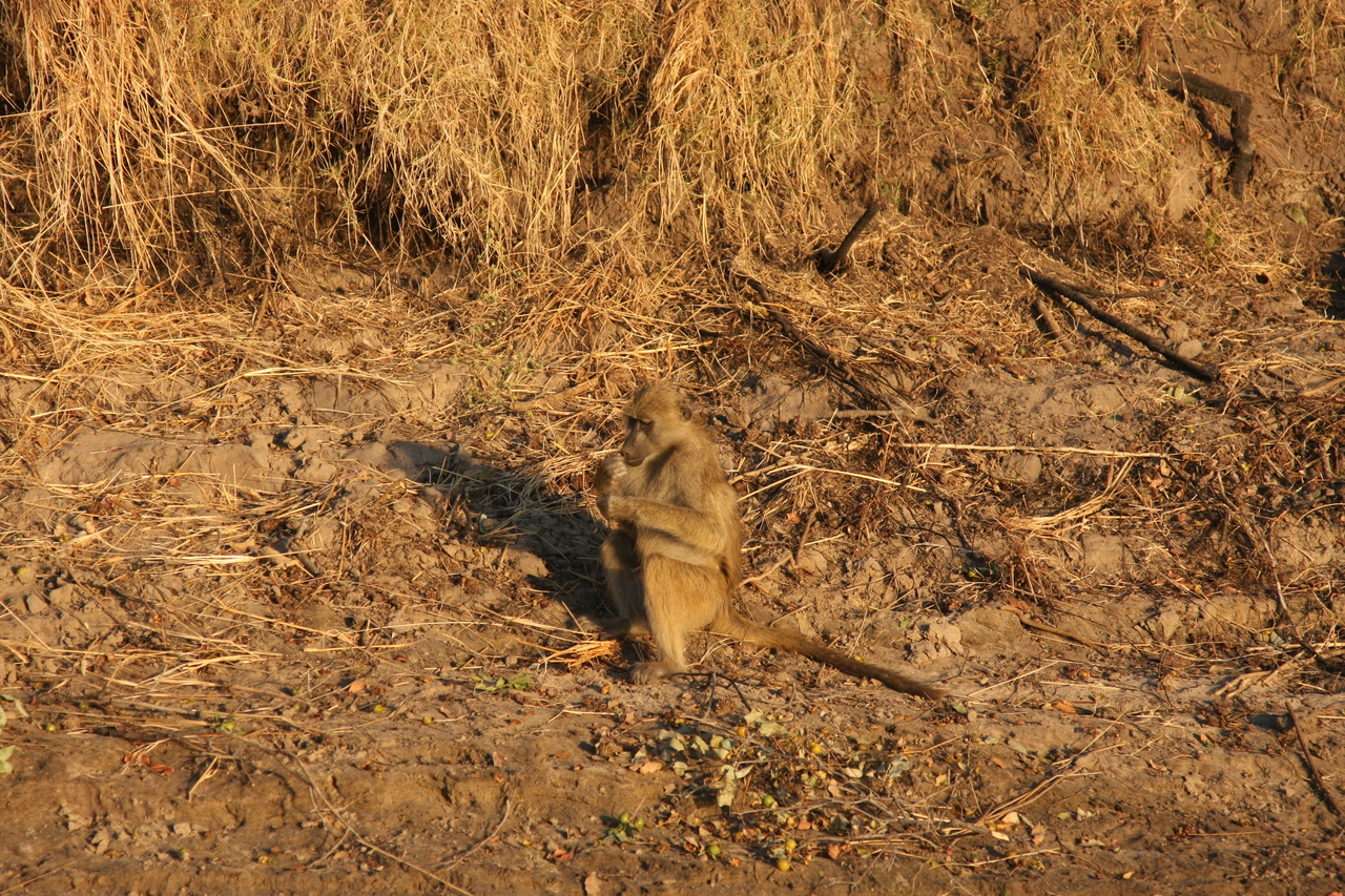 [34028] 2016_07_04_11_27_10_Africa_Canon_EOS_40D_IMG__05934.jpg