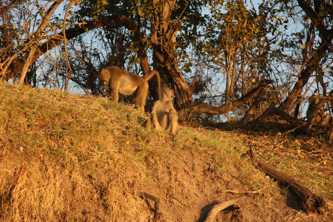 [34035] 2016_07_04_11_27_18_Africa_Canon_EOS_40D_IMG__05936.jpg