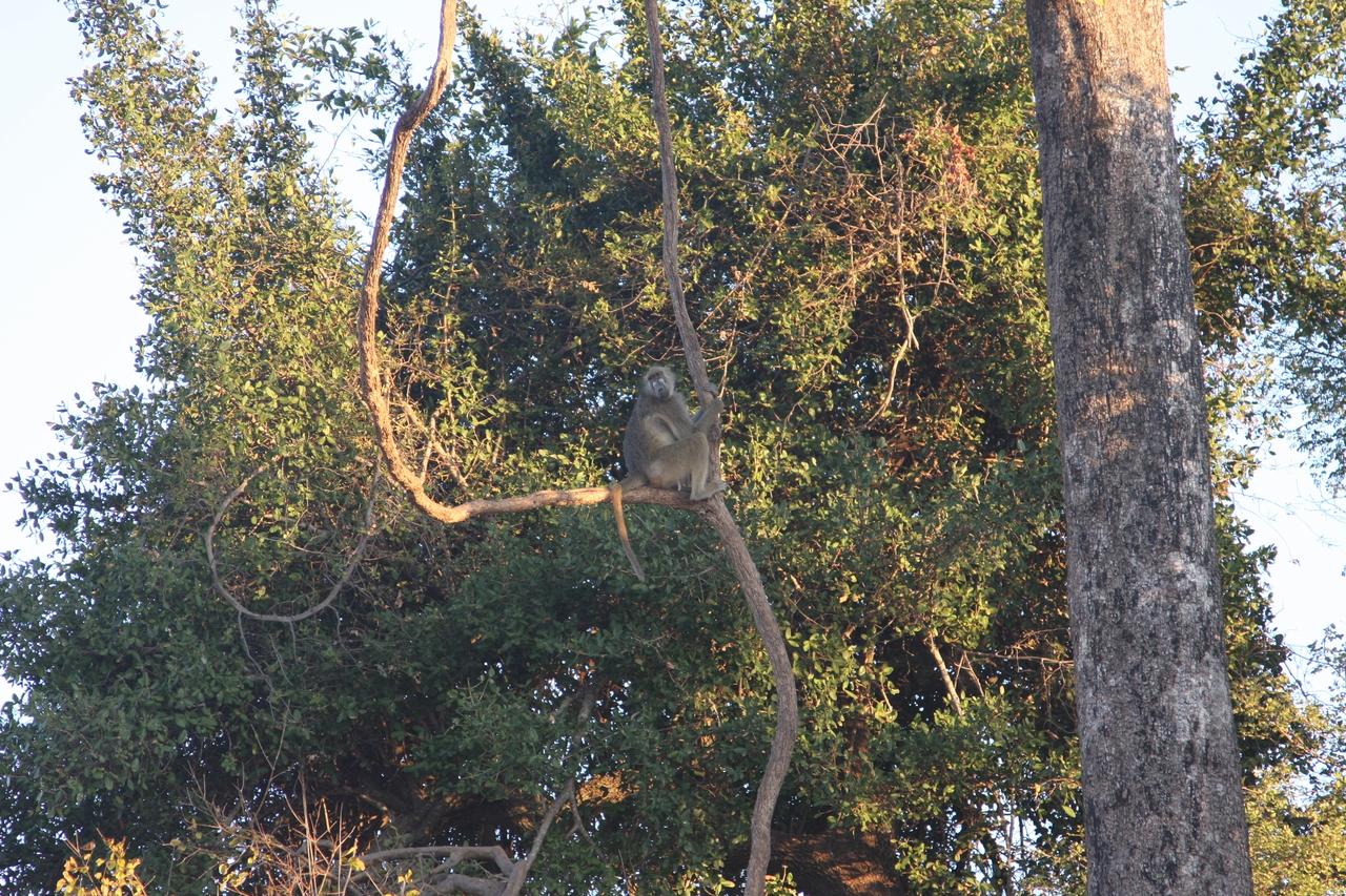 [34049] 2016_07_04_11_28_51_Africa_Canon_EOS_40D_IMG__13387.jpg