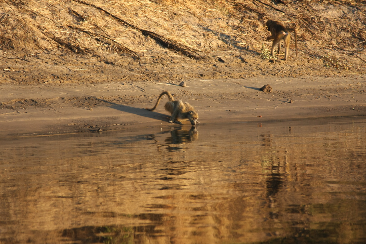 [34064] 2016_07_04_11_30_41_Africa_Canon_EOS_40D_IMG__00312.jpg
