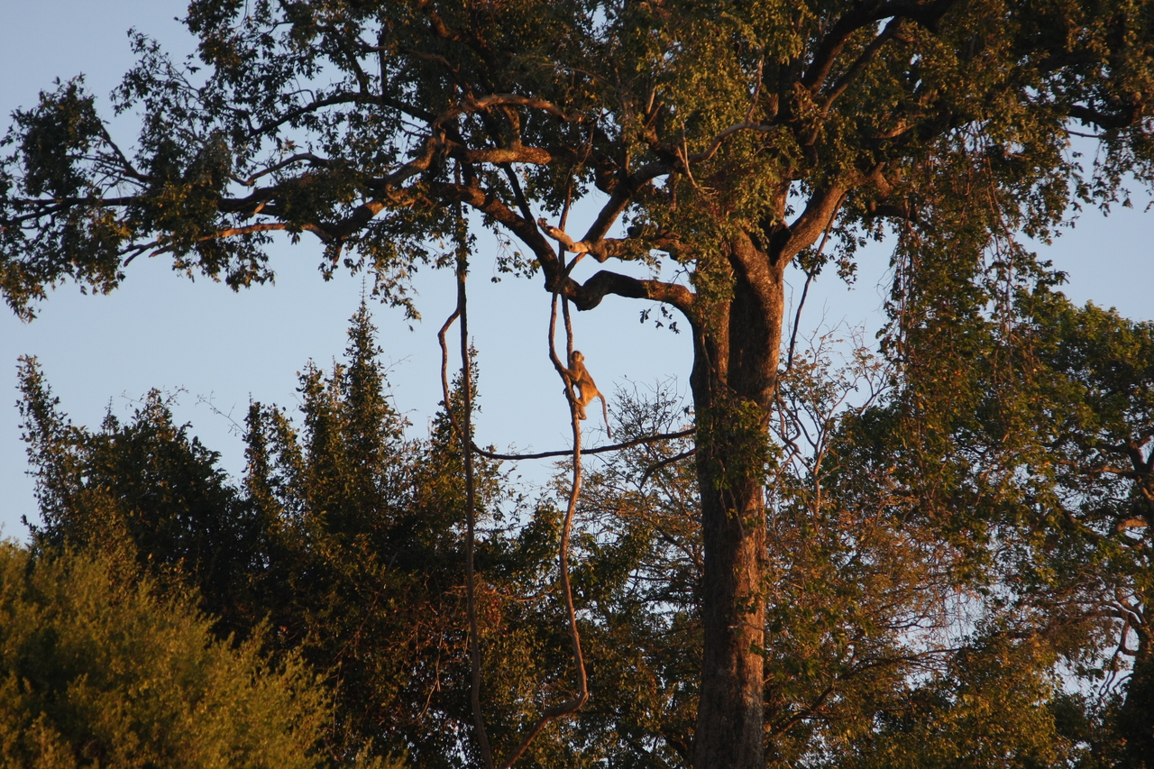 [34080] 2016_07_04_11_32_26_Africa_Canon_EOS_40D_IMG__13397.jpg