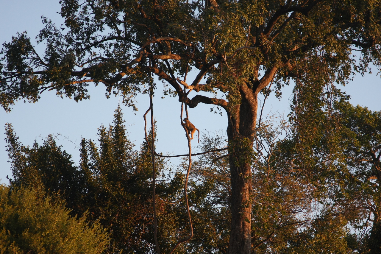 [34082] 2016_07_04_11_32_27_Africa_Canon_EOS_40D_IMG__00317.jpg
