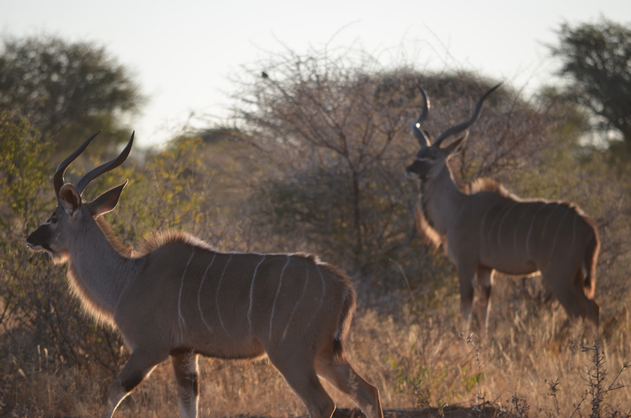 [4465] 2016_06_22_22_10_10_Africa_NIKON_D5100_IMG__04626.jpg