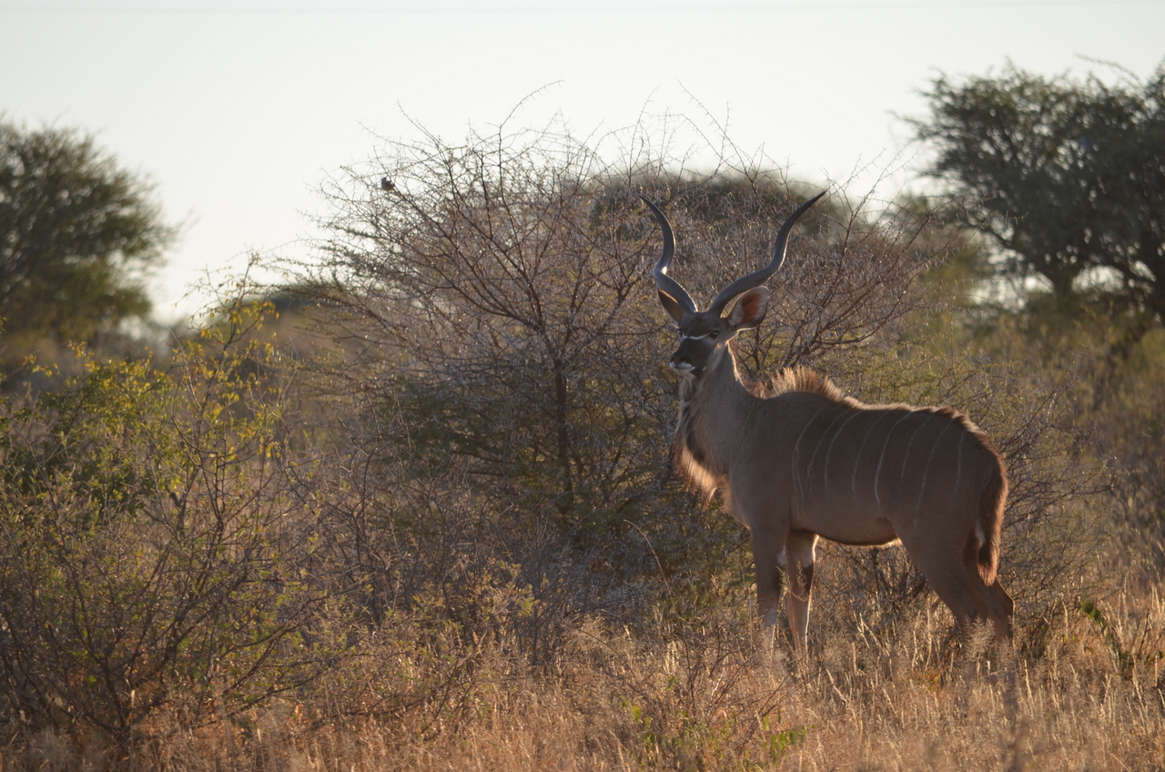 [4467] 2016_06_22_22_10_14_Africa_NIKON_D5100_IMG__04627.jpg
