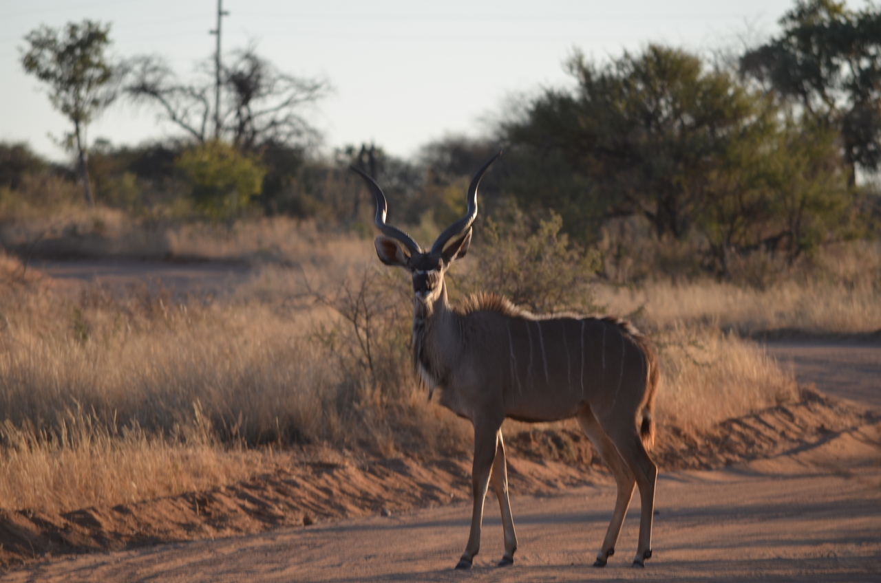 [4469] 2016_06_22_22_10_30_Africa_NIKON_D5100_IMG__04628.jpg
