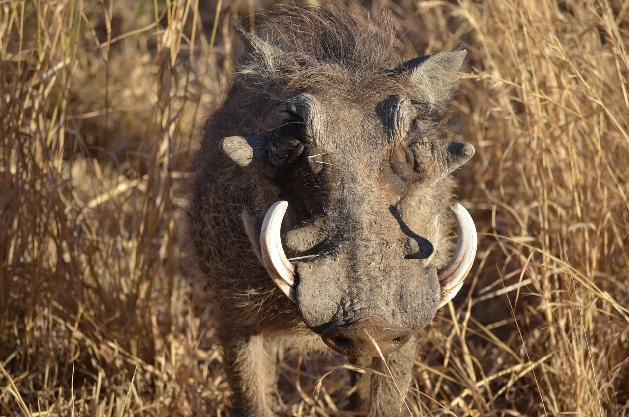 [4471] 2016_06_22_22_32_08_Africa_NIKON_D5100_IMG__04629.jpg