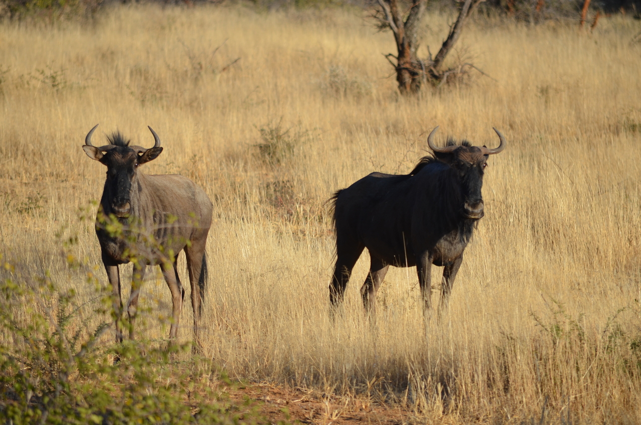 [4473] 2016_06_22_22_32_33_Africa_NIKON_D5100_IMG__04630.jpg