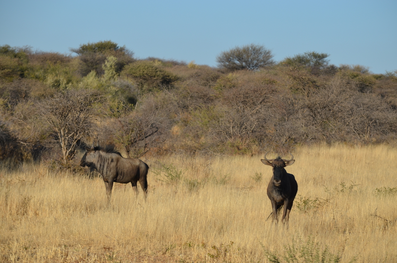 [4475] 2016_06_22_22_33_29_Africa_NIKON_D5100_IMG__04631.jpg
