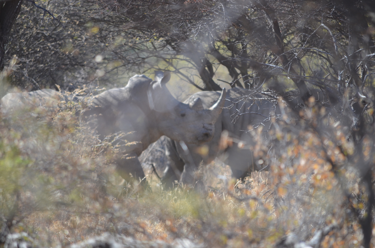 [4503] 2016_06_23_00_38_18_Africa_NIKON_D5100_IMG__04645.jpg