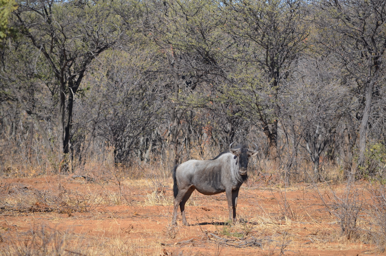 [4536] 2016_06_23_01_00_39_Africa_NIKON_D5100_IMG__00040.jpg
