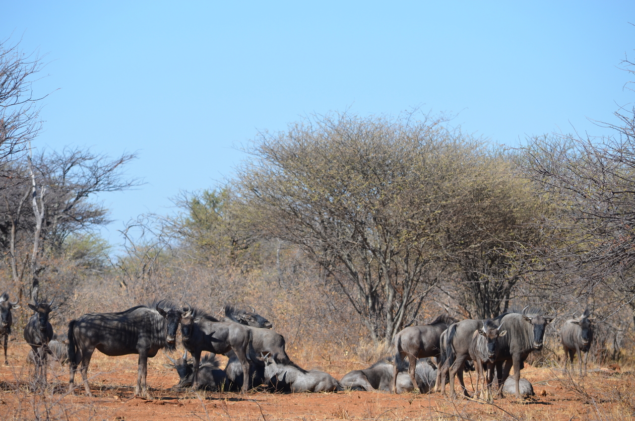 [4540] 2016_06_23_01_01_43_Africa_NIKON_D5100_IMG__00042.jpg