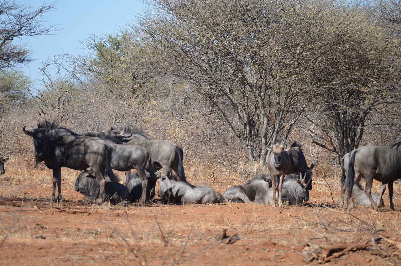 [4543] 2016_06_23_01_01_54_Africa_NIKON_D5100_IMG__04665.jpg