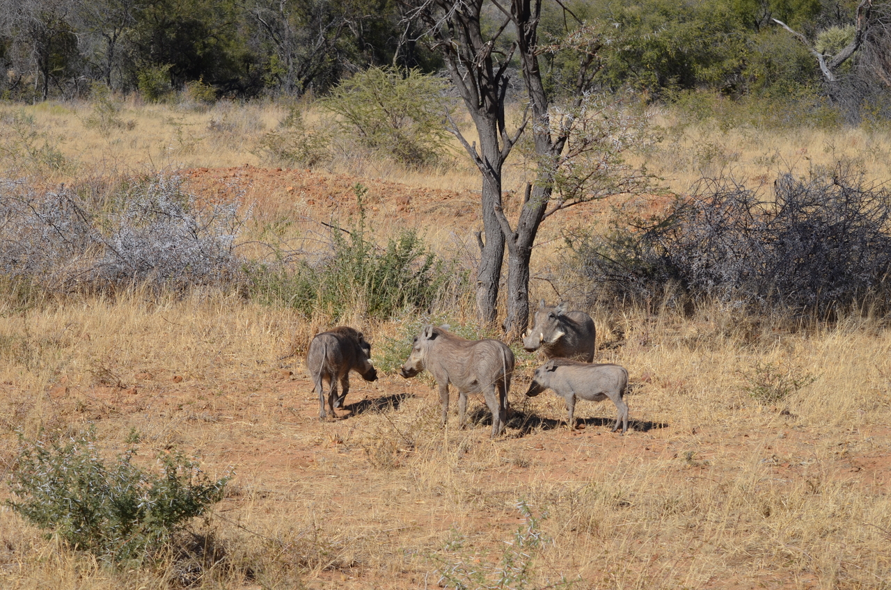 [4544] 2016_06_23_01_23_53_Africa_NIKON_D5100_IMG__00044.jpg