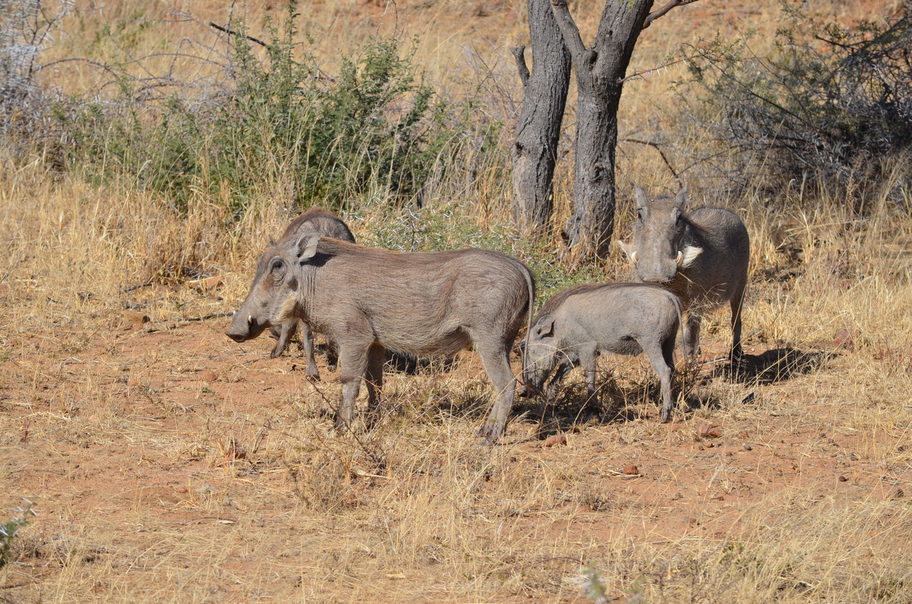 [4549] 2016_06_23_01_23_57_Africa_NIKON_D5100_IMG__04668.jpg