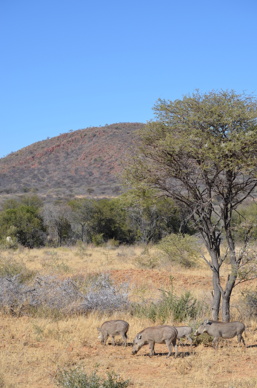 [4550] 2016_06_23_01_24_05_Africa_NIKON_D5100_IMG__00047.jpg