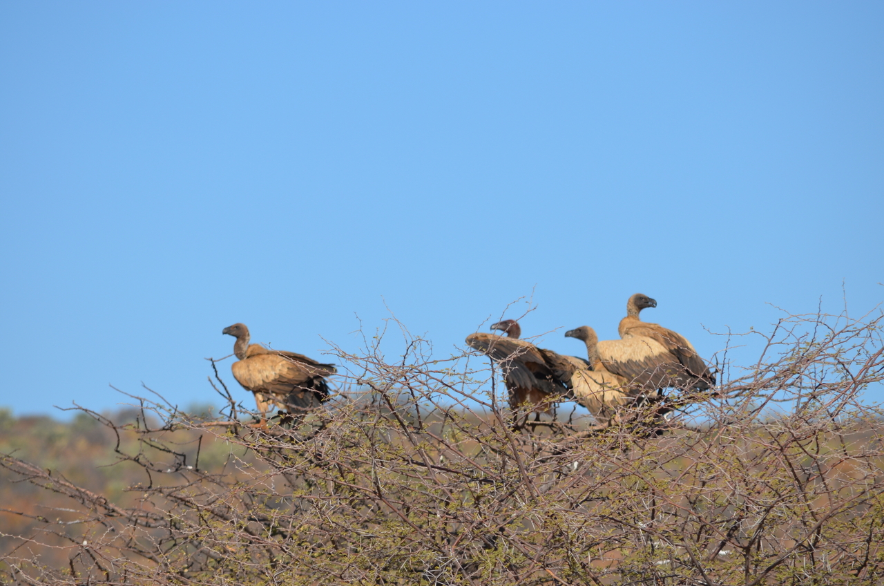 [5039] 2016_06_23_06_08_04_Africa_NIKON_D5100_IMG__04672.jpg